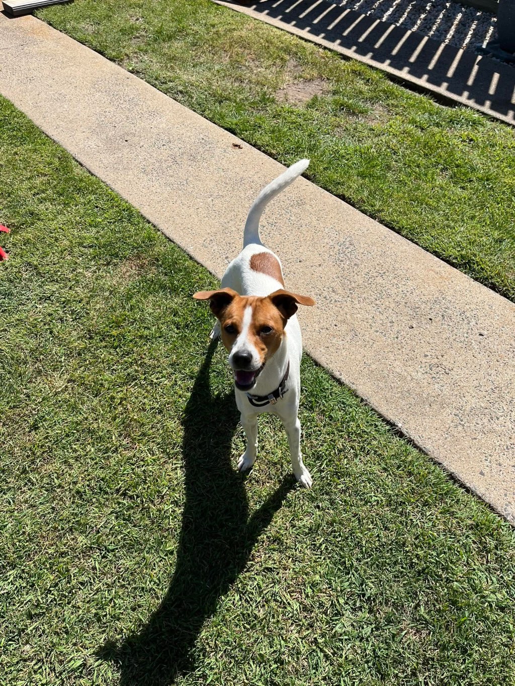 pet-image