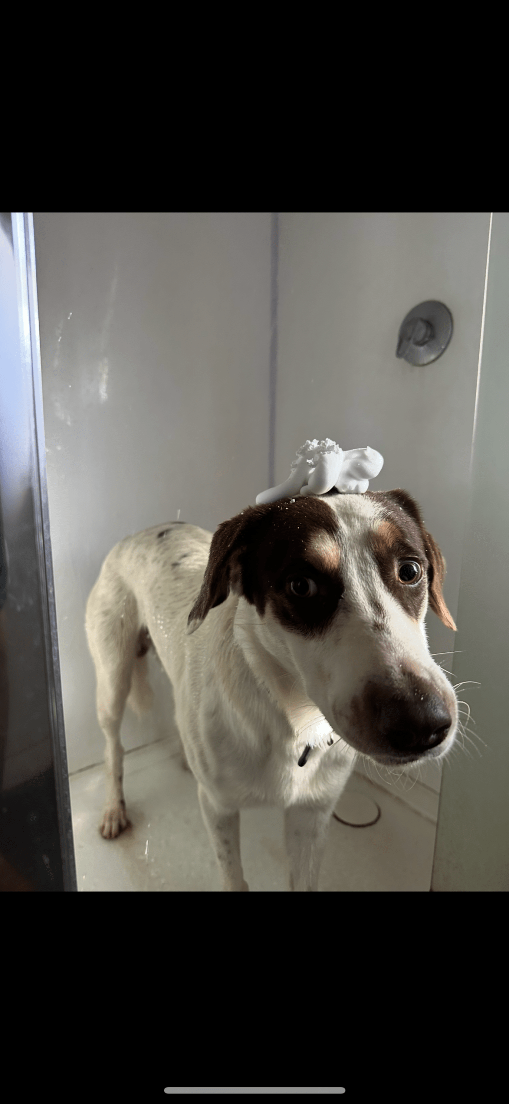 pet-image
