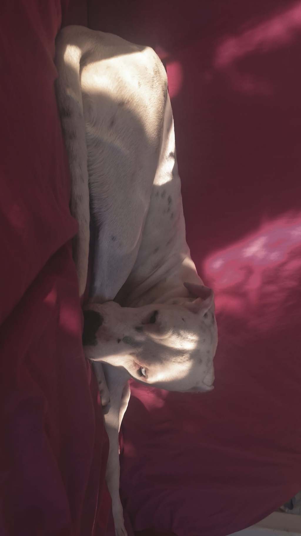 pet-image