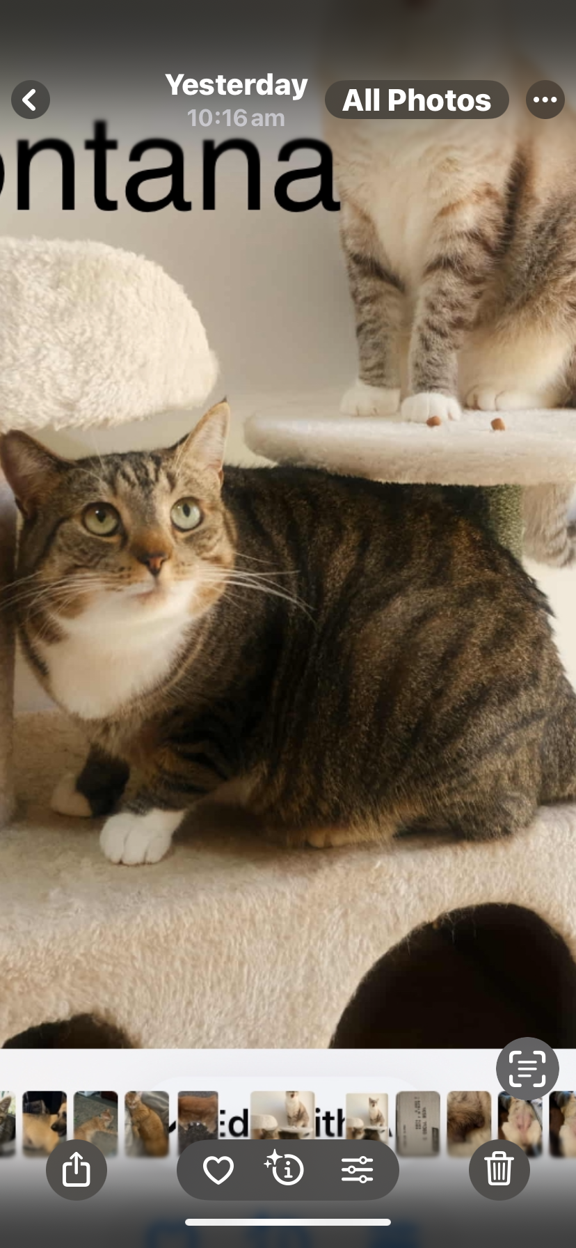 pet-image