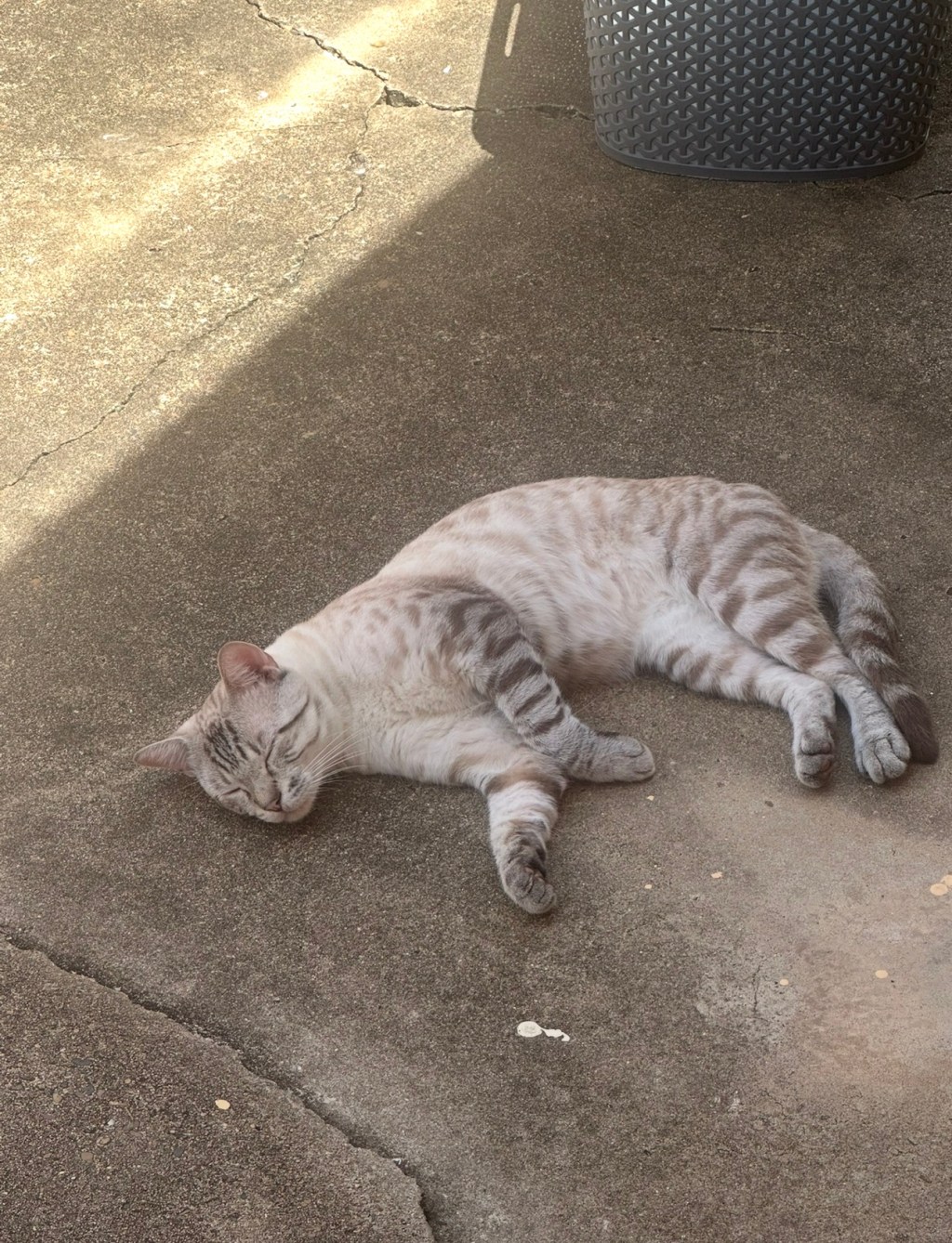 pet-image